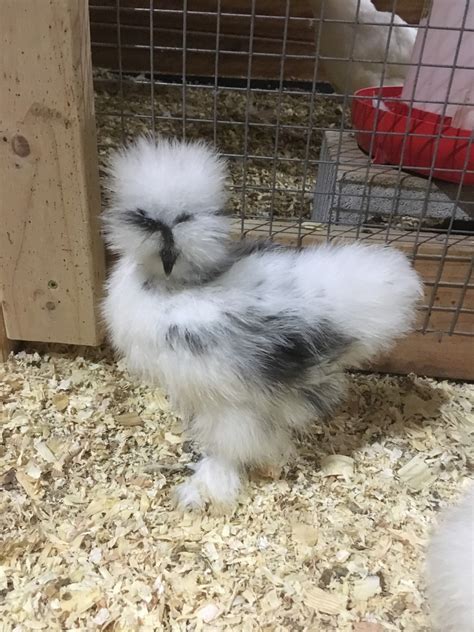 Silkie Chicken - Blue Silkie Chicken Fluffy Blue Silkie Farm Chicken Hen Exploring The Yard ...