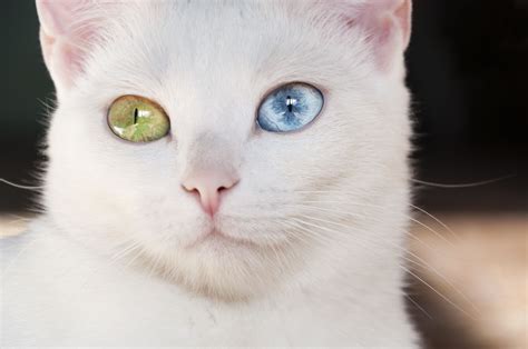 Image result for heterochromia | Chat, Animaux