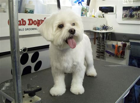 The Art of Maltese Haircuts: 12 Styles to Transform Your Furry Companion - Rocky Kanaka