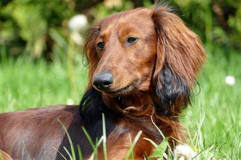 40 Dashing Dachshund Mixes - The Best Doxie Mix Guide