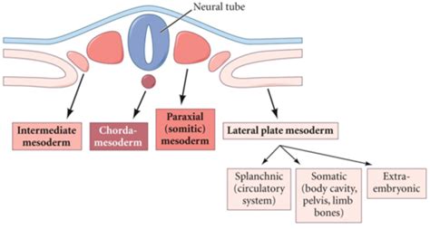 Lateral Plate Mesoderm Flashcards | Quizlet