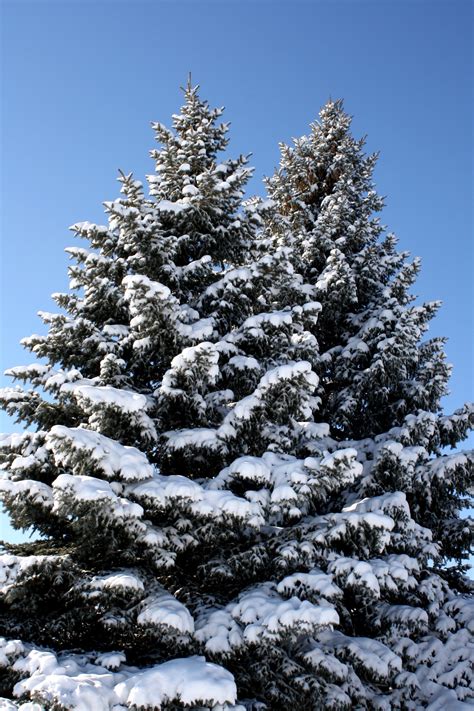 Two Snow Covered Pine Trees Picture | Free Photograph | Photos Public Domain