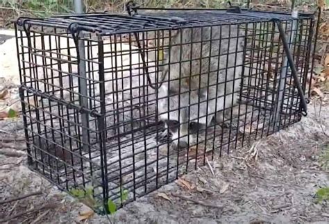 5 Best Raccoon Traps in 2024 [Detailed Reviews]