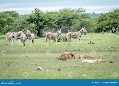 Pride of Lions Sleeping in Front of Zebras. Stock Photo - Image of ...