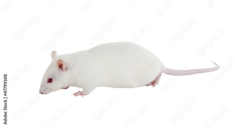 Laboratory white rat Strain Sprague Dawley Stock Photo | Adobe Stock