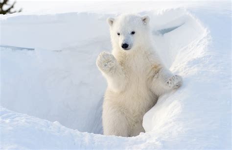 Baby Polar Bear Cubs Playing | www.pixshark.com - Images Galleries With A Bite!