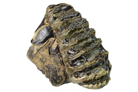 6.3" Fossil Stegodon Molar With Roots - Indonesia (#148070) For Sale - FossilEra.com