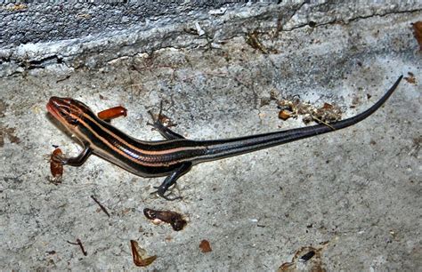 Free photo: Skink, Lizard, Reptile, Wildlife - Free Image on Pixabay - 53900