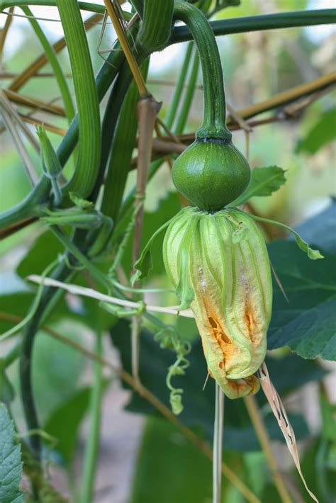 17+ what do pumpkin plants look like when they start growing - BrionaDaniil