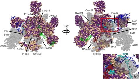 Spliceosome assembly and regulation: insights from analysis of highly reduced spliceosomes