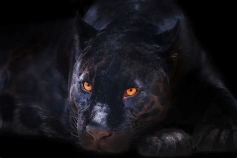 Fun Black Panther Facts For Kids | Kidadl