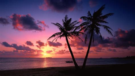 palms, purple sky, 4K, seashore, palm trees, evening, sunset, beach, sky HD Wallpaper