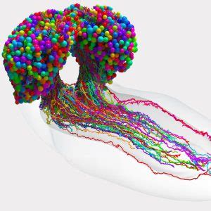 The First Complete Map of an Insect Brain - COOL HUNTING®