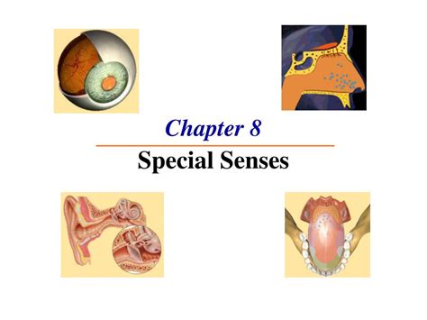 PPT - Chapter 8 Special Senses PowerPoint Presentation - ID:248459