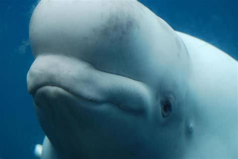 Fantastic Look at a Beluga Whale Underwater 9092302 Stock Photo at Vecteezy