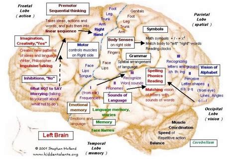 right brain-left brain | C. LaVielle