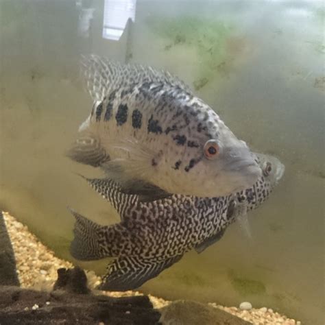 For Sale - jaguar Cichlid breeding pair | MonsterFishKeepers.com