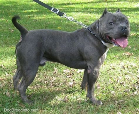 Mia the Blue-Nose American Bully Pit - Pedigree and Lines