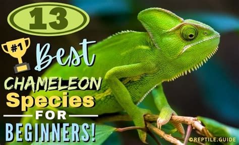 13 Different Types of Chameleons for Rookies & Collectors