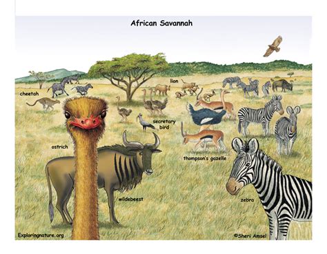 African Grassland Animals