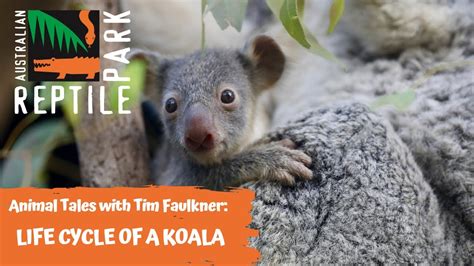 ANIMAL TALES WITH TIM FAULKNER | EPISODE 40 | LIFE CYCLE OF A KOALA! - YouTube