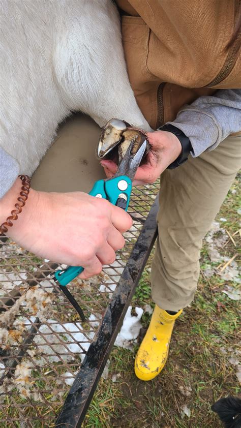 How to Trim Goat Hooves – Wild Reid Ranch