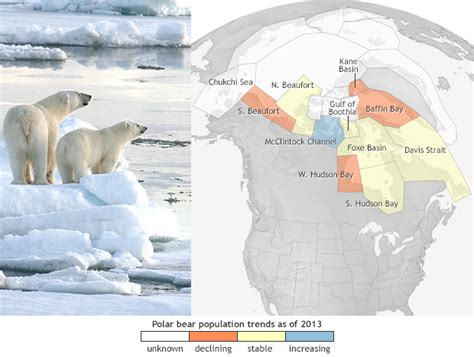 Polar bear fortunes vary across the Arctic | NOAA Climate.gov