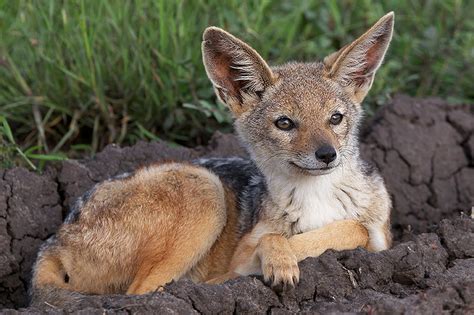 Jackal Pup | Sean Crane Photography