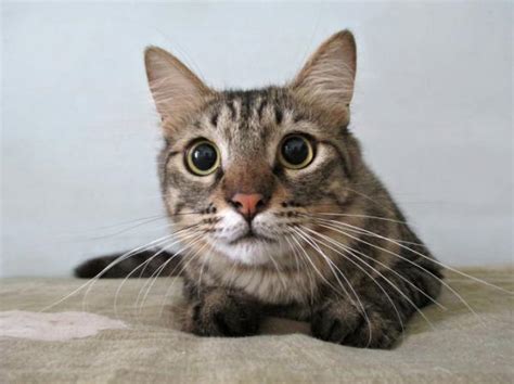 Why does my cat have dilated pupils? | FavCats.com