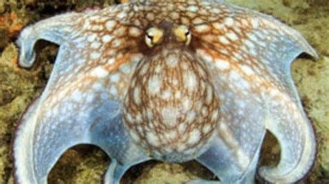 How Octopuses Hide in Plain Sight to Trick Predators - Scientific American