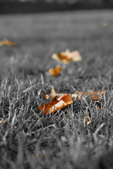 Free stock photo of autumn, autumn color, fall leaf