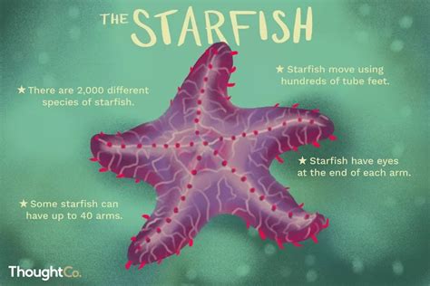 FACTS ABOUT STARFISH – Track2Training