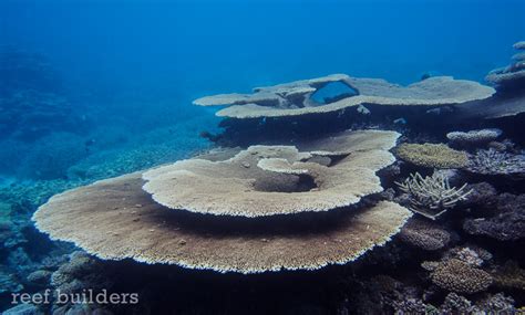 Breathtaking views of coral reefs at Kwajalein Atoll, Marshall Islands | Reef Builders | The ...