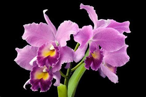 Cattleya Orchid Flower Meaning | Best Flower Site