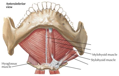 Floor Of Mouth Muscles Anatomy | Review Home Co