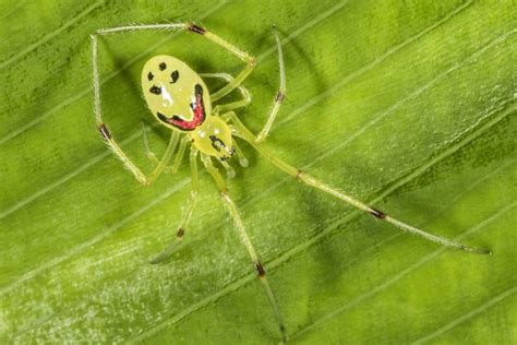 Nananana Makakiʻi, Hawaiian Happy Face Spider – Hawaii Forest Institute