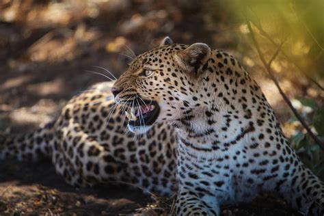 Angry leopard Photograph by Ozkan Ozmen - Pixels