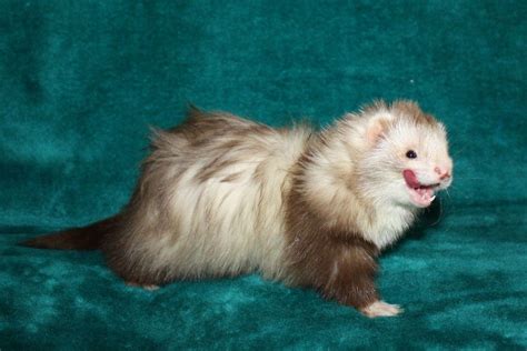 Ferret Colour Chart - Angora Ferret, Pet Ferret, Ferret Cage, Baby ...