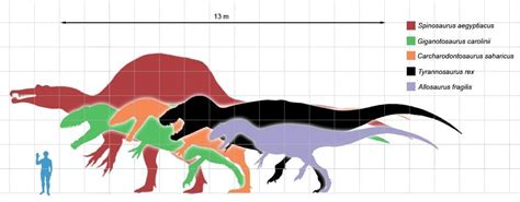 Giganotosaurus Vs T Rex: Comparison Of Size, Speed And Intelligence