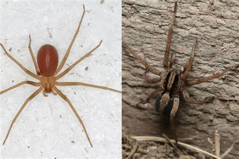 Wolf Spider vs Brown Recluse: Know the Difference | Inside & Out Pest ...