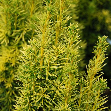 Taxus baccata 'Fastigiata Aurea'