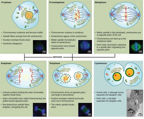 4 Phases Of Mitosis Diagram