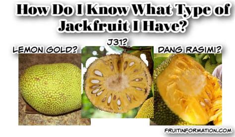 Best Jackfruit Varieties: Taste, Texture & Production – Fruitinformation.com