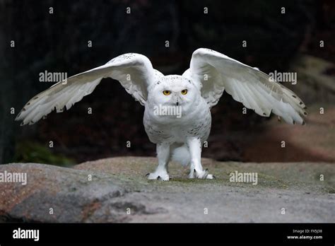 Snowy owl sitting on a rock with open wings Stock Photo - Alamy