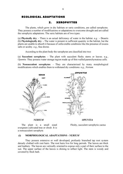 Xerophytes Plants Adaptation