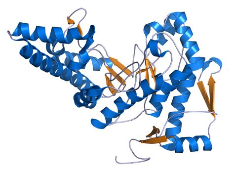 Hyaluronidase - Creative Enzymes