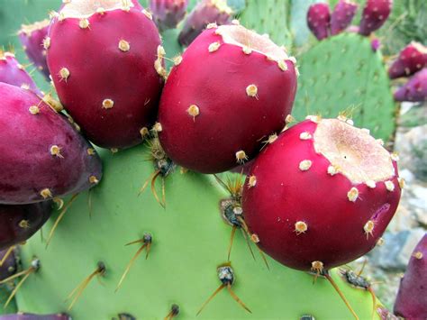 In the Sonoran Sun: Prickly Pear