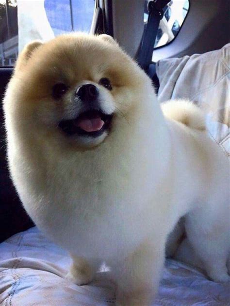 22 best Pomeranian haircut images on Pinterest | Pomeranian haircut, Pomeranians and Dog haircuts