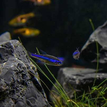 Green Neon Tetra - All you need to know | A Little Bit Fishy