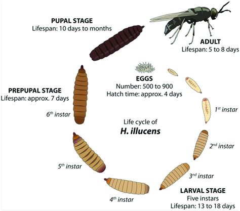 Life cycle of Black Soldier Fly, Hermetia illucens (Linn.) (Photo... | Download Scientific Diagram